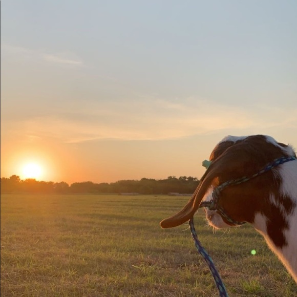 Meet your Posher, Morgan - Picture 1 of 1